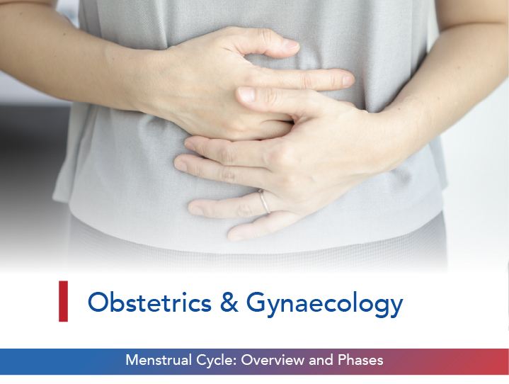 Menstrual Cycle: Overview and Phases