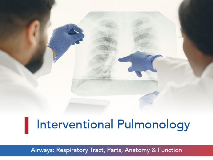 Airways: Respiratory Tract, Parts, Anatomy & Function